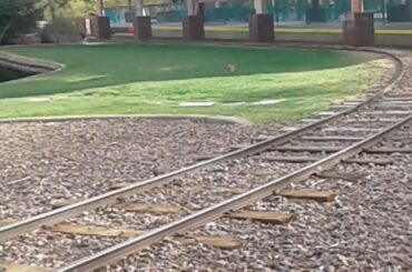 3 cute bunnies at Anthem Park!🐰🐇