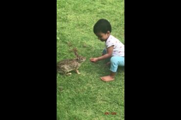 Wild Rabbit Bites Kid's Finger While Feeding