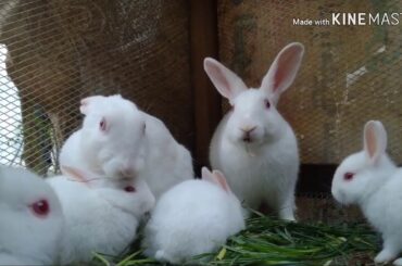 Don't miss to see red eyes bunnies with relaxing music.
