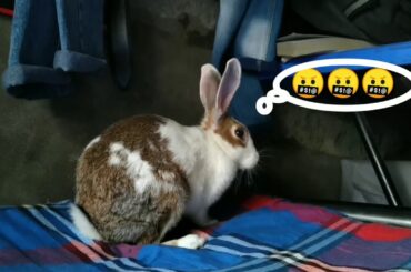 Rabbit is mad | Cute pet | PukuTheLapiN
