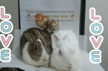Rabbits and chicks