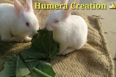 My cute Rabbits  🐰🐰 || Happy&Happy