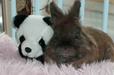 Cute Bunny Bambi - (Daughter's first video) Lion head bunny and teddies. Enjoy!!!