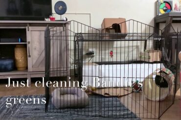 Rabbit Thumping for His Breakfast -- Cutest Thing