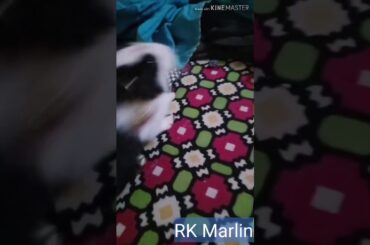 Talented rabbit / funny video / animal lover / Marlin / amazing video / cute bunny pet
