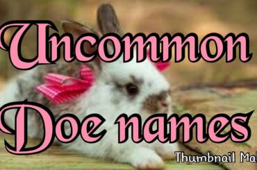 Uncommon rabbit names (female)