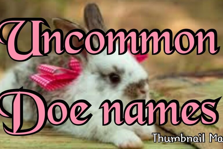 Uncommon rabbit names (female)
