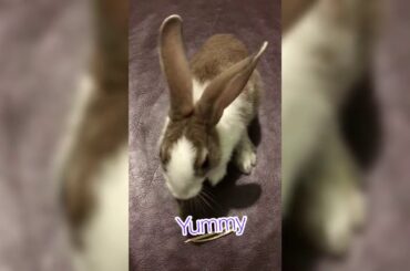 Cute bunny rabbit ❤️