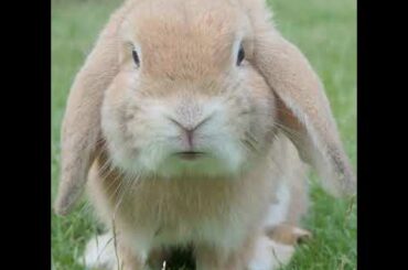 Cute Bunny singing Lullaby | Rock-A-Bye Baby