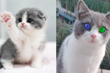 ❤️Aww - Funny and Cute Dog and Cat Compilation 2019❤️