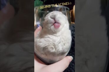 Baby Mini Plush Lop shenanigans!