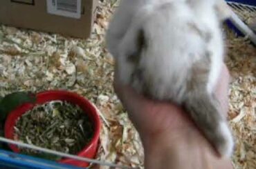 ウサギの赤ちゃん達（Baby rabbits)