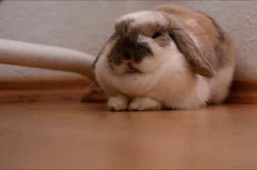 Sleeping bunny - CUTE