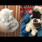 Cute baby animals Videos Compilation cute moment of the animals Soo Cute! #36