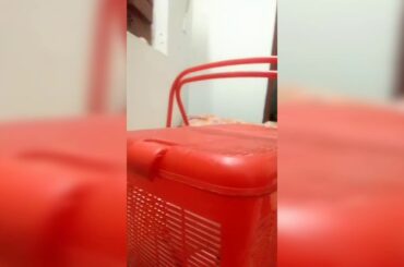 Cute rabbit trying to come out