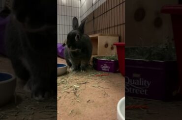 Cute bunny eating