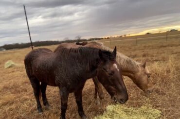 Mama Rabbit Missing - Lots Of Fur Found - Visit With Horses & Cat