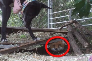 A Farmer Was Set To Shoot This Baby Fox, But Fate Stepped In And An Adorable Friendship Bloomed
