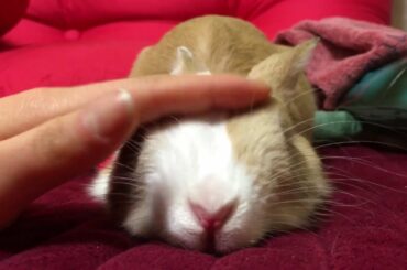 sleepy Dutch rabbit 2