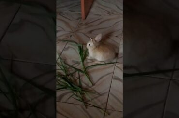 Rabbit eating grass so cute