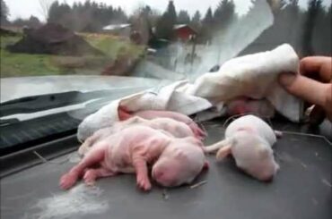 Baby bunnies brought back from the dead