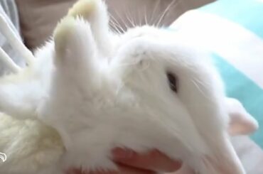 Here's Why You Shouldn't Lay Bunnies On Their Backs