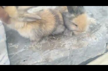 Lion Head Rabbit Bunnies