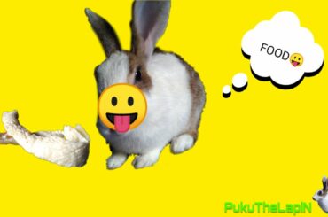 Rabbit eating bread | Cute pet | PukuThe LapiN