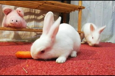 Conejitos Comienzan el Año Nuevo Perezosos, Cute Bunnies 🐰🐰🐰