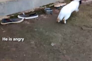 Rabbit VS Chikkan 🐇 Xd 🤣🤣