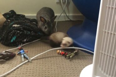 Baby Ferret Meets Rabbit!