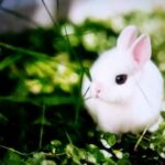 8 CUTEST RABBITS IN THE WILD