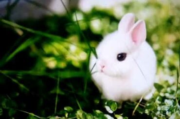 8 CUTEST RABBITS IN THE WILD