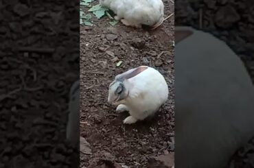 Rabbits playing, rabbits cleaning, rabbit fighting