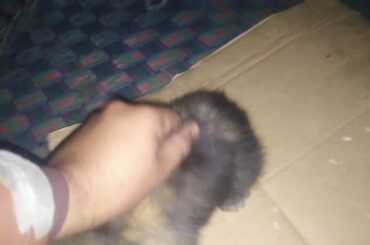 Lion Head Rabbit bunnies