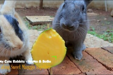 My Cute Rabbits are Eating Sweet Mango Together - ASMR / 나의 귀여운 토끼가 함께 달콤한 망고를 먹고 있습니다-ASMR
