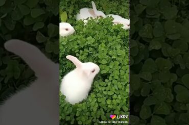 Cute Rabbits