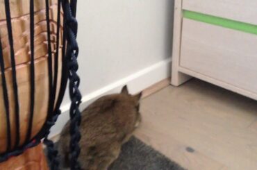 My rabbit inside😑😅