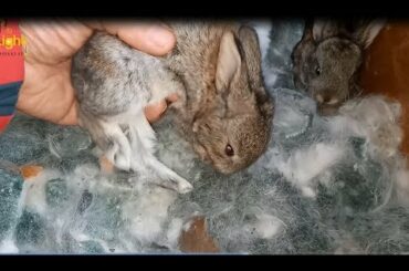 cute rabbits  live in thenest ..day 17