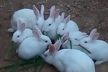 Very cute and funny rabbits cuteness over loaded