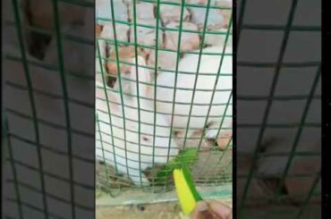 #rabbit #a_part_of_nature #the_beauty_of_nature