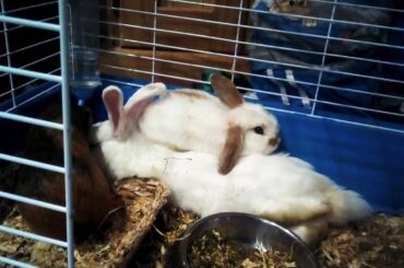 Cutest rabbits ever! 😍