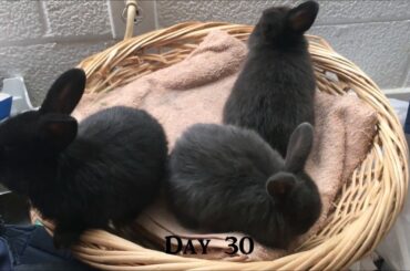 Holland Lop Baby Bunnies Day 1-36
