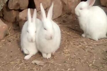 Cute sleeping bunny rabbits lazy rabbits