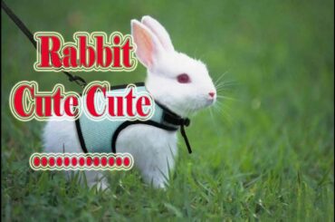 Feed the rabbit Cute cute cute ..................................................................!