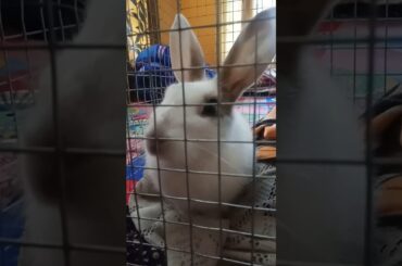My cute 🐰 rabbit
