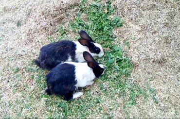 Rabbit A beautiful pet | rabbit a cute vegetarian pet