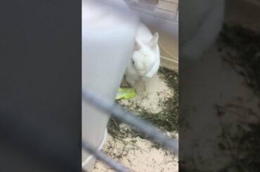 Funny Baby bunny ASMR eating salad (very cute and funny)