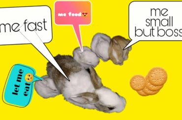 Baby rabbits compete for biscuit | Cute pet | Rabbit eats biscuit | PukuThe LapiN