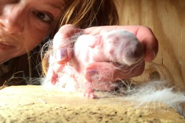 Baby Rabbits and Digging for Dead | Do I Check the Rabbit Nest?